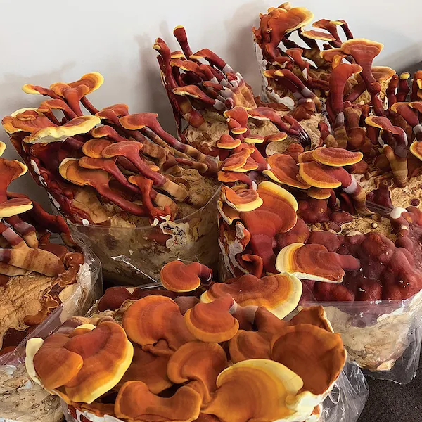 Bags of red reishi mushrooms
