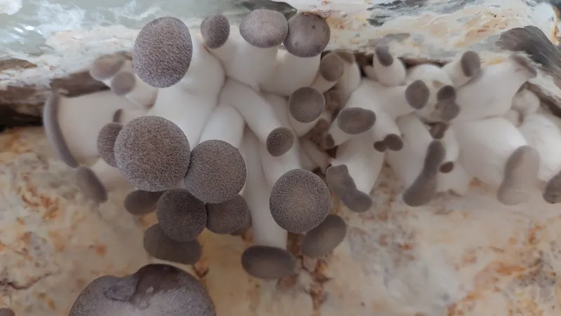 large, dense cluster of Black Pearl Oyster mushrooms. The mushrooms feature broad, trumpet-shaped, dark grey-brown suede-like caps with thick, meaty cream-colored stems clustered tightly together.