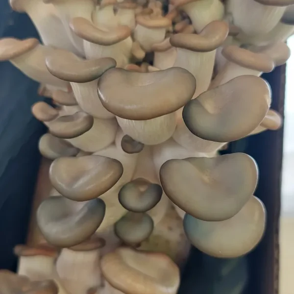 Here are alt text options for the images on the Grey Dove™ Oyster Hardwood Pellet Block Kit page: For the Main Image (Large View) Option 1 (Concise): A large, dense cluster of Grey Dove Oyster mushrooms with broad, wavy, blue-gray caps growing from a fruiting block.