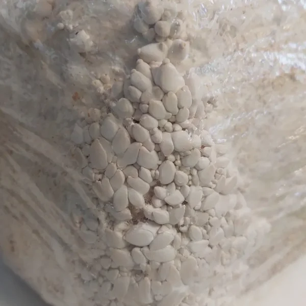 Here are alt text options for the images on the King Oyster 8-Block Set page: For the Main Image (Large Harvest View) Option 1 (Concise): A large pile of harvested King Oyster mushrooms showing their thick white stems and small tan caps.