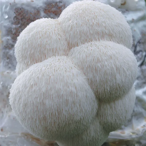 A large, fluffy white Lion's Mane mushroom cluster growing from a cultivation block.