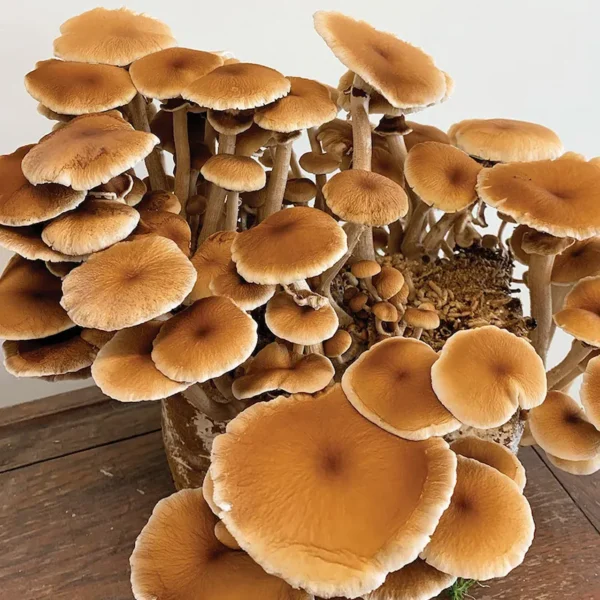 A dense cluster of Pioppini mushrooms fruiting from the top of a cultivation block. The mushrooms feature velvety, dome-shaped brown caps sitting atop long, slender, cream-colored stems.