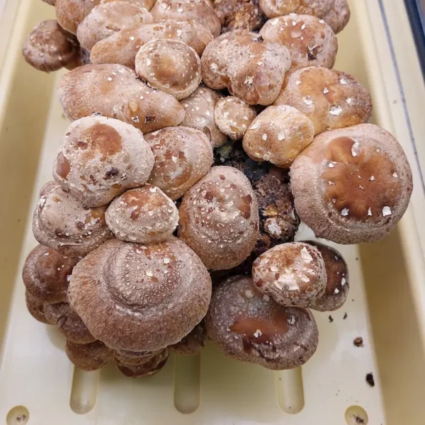 A Shiitake mushroom indoor grow kit, showing the fruiting block producing mushrooms while sitting inside its open cardboard product packaging.