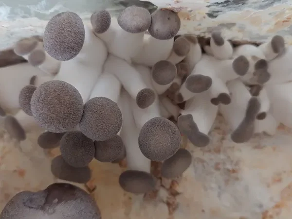 large, dense cluster of Black Pearl Oyster mushrooms. The mushrooms feature broad, trumpet-shaped, dark grey-brown suede-like caps with thick, meaty cream-colored stems clustered tightly together.